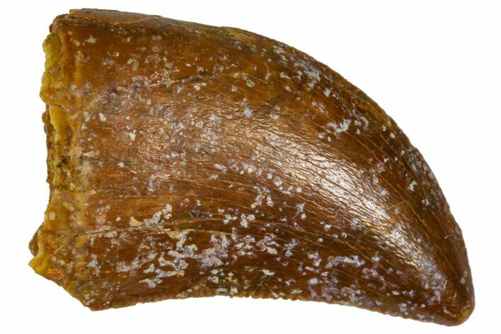 Serrated, Baby Carcharodontosaurus Tooth - Morocco #361033